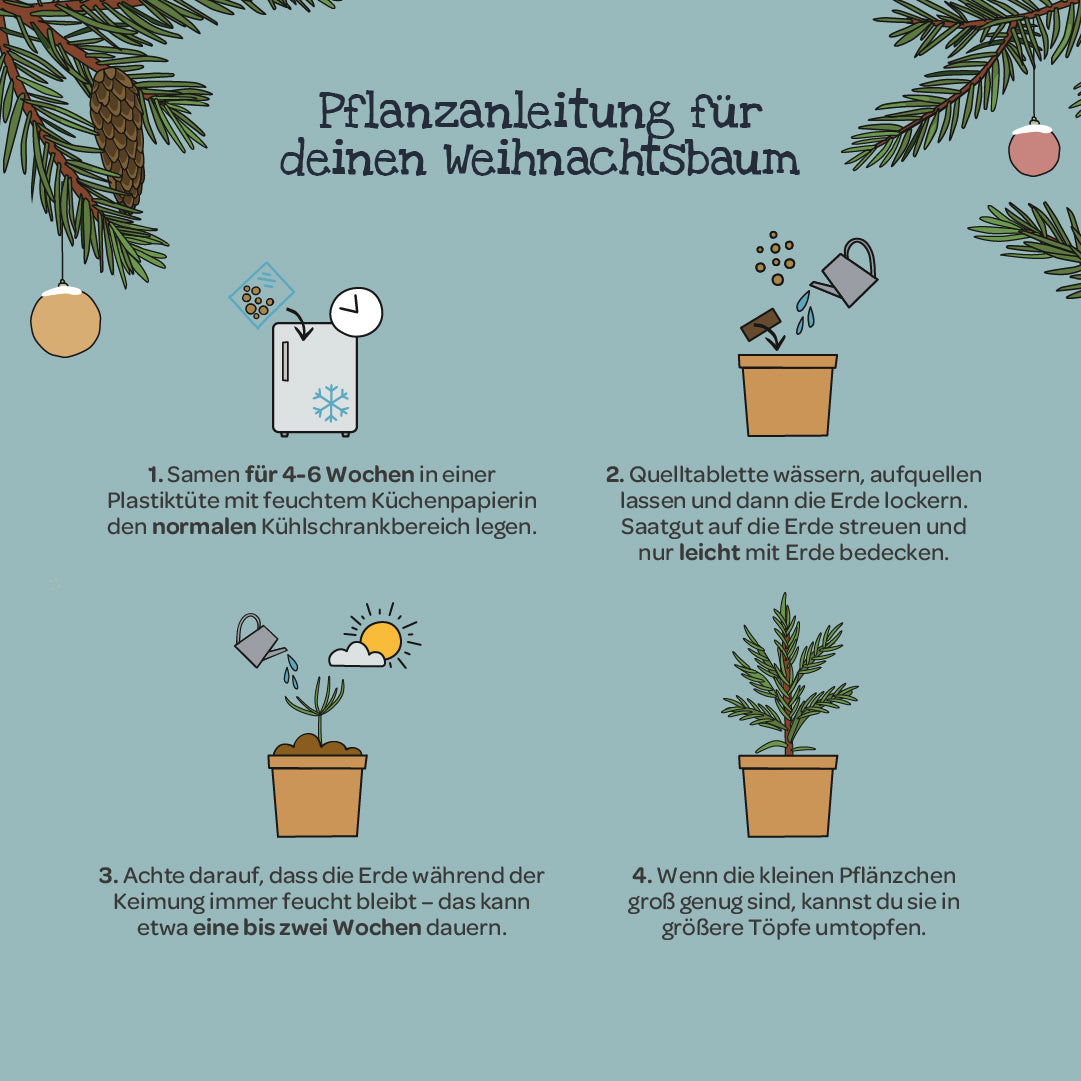 Weihnachtsbaum 2033 aus dem Becher